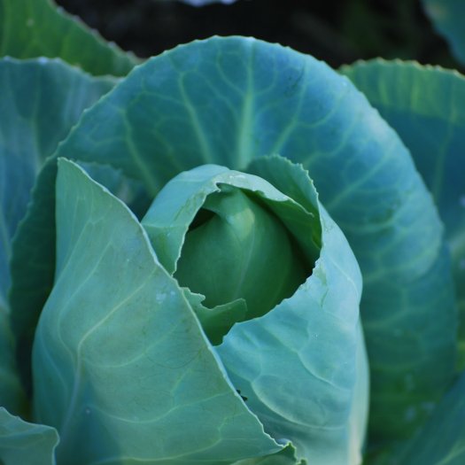 Brassica oleracea capitata